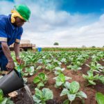 lavoratore bracciante agricolo