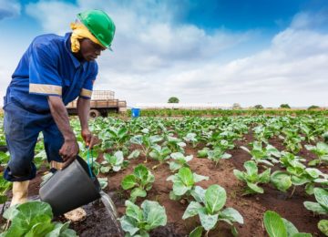 lavoratore bracciante agricolo