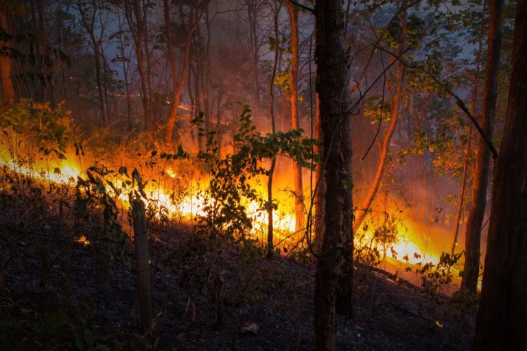 Incendi boschivi