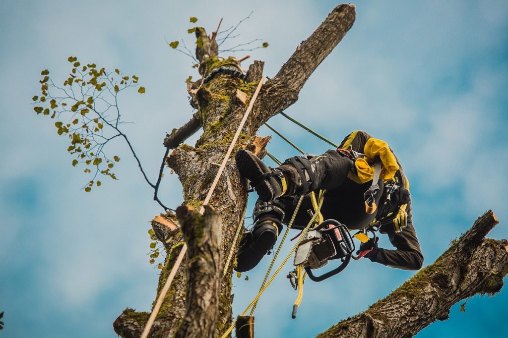 Sicurezza Lavori su alberi con funi