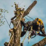 Sicurezza Lavori su alberi con funi