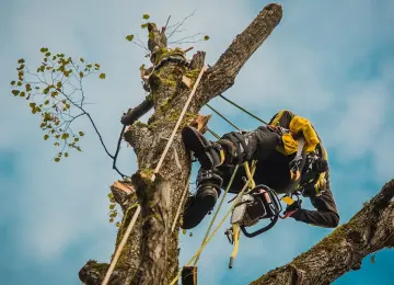 Sicurezza Lavori su alberi con funi