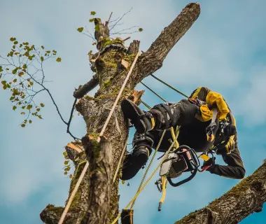 Sicurezza Lavori su alberi con funi